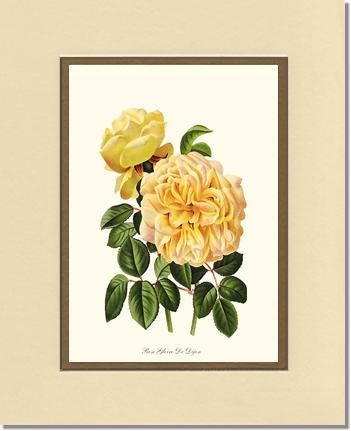 Rose Wall Art Print: Gloire de Dijon - Vintage Botanical Wall Decor- Charting Nature