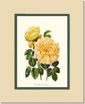 Rose Wall Art Print: Gloire de Dijon - Vintage Botanical Wall Decor- Charting Nature