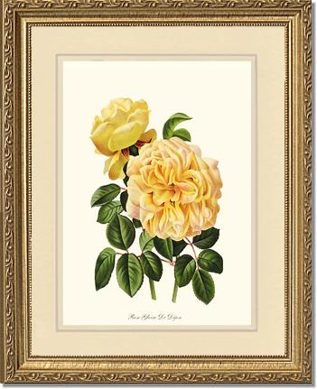 Rose Wall Art Print: Gloire de Dijon - Vintage Botanical Wall Decor- Charting Nature