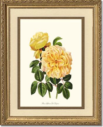 Rose Wall Art Print: Gloire de Dijon - Vintage Botanical Wall Decor- Charting Nature