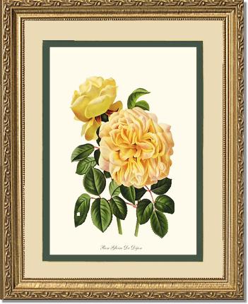 Rose Wall Art Print: Gloire de Dijon - Vintage Botanical Wall Decor- Charting Nature