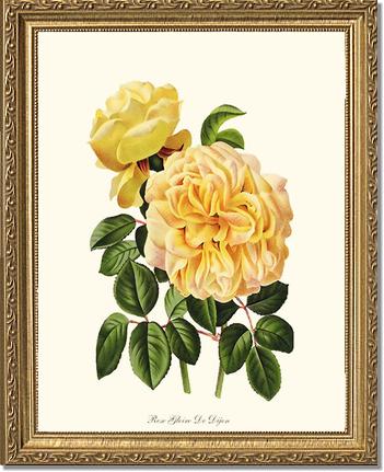 Rose Wall Art Print: Gloire de Dijon - Vintage Botanical Wall Decor- Charting Nature