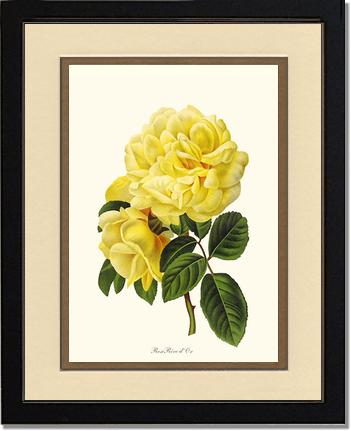 Rose Wall Art Print: Rose Reve d Or - Vintage Botanical Wall Decor- Charting Nature