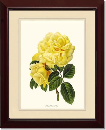 Rose Wall Art Print: Rose Reve d Or - Vintage Botanical Wall Decor- Charting Nature