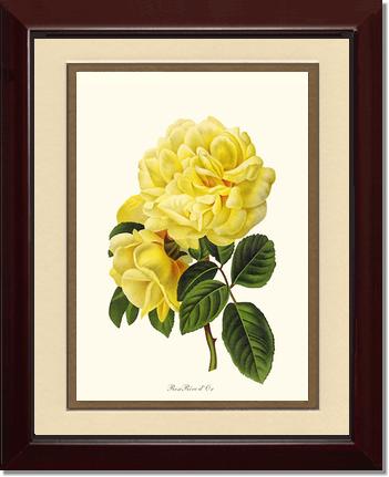Rose Wall Art Print: Rose Reve d Or - Vintage Botanical Wall Decor- Charting Nature