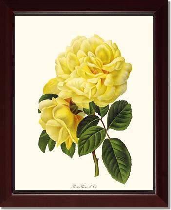 Rose Wall Art Print: Rose Reve d Or - Vintage Botanical Wall Decor- Charting Nature