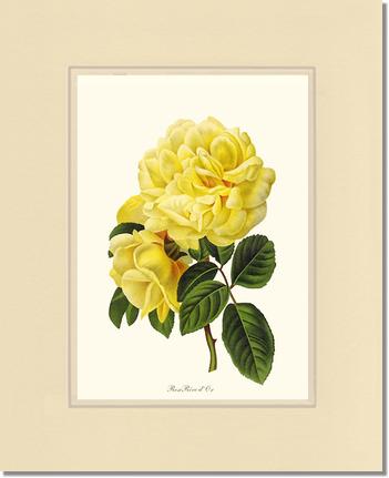Rose Wall Art Print: Rose Reve d Or - Vintage Botanical Wall Decor- Charting Nature