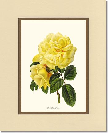 Rose Wall Art Print: Rose Reve d Or - Vintage Botanical Wall Decor- Charting Nature
