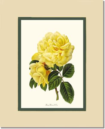 Rose Wall Art Print: Rose Reve d Or - Vintage Botanical Wall Decor- Charting Nature