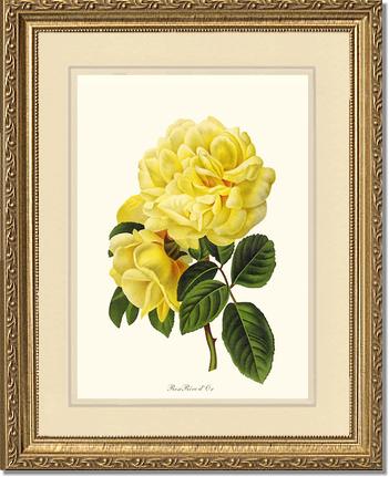 Rose Wall Art Print: Rose Reve d Or - Vintage Botanical Wall Decor- Charting Nature