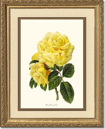 Rose Wall Art Print: Rose Reve d Or - Vintage Botanical Wall Decor- Charting Nature