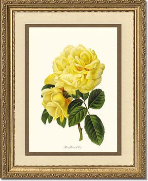 Rose Wall Art Print: Rose Reve d Or - Vintage Botanical Wall Decor- Charting Nature
