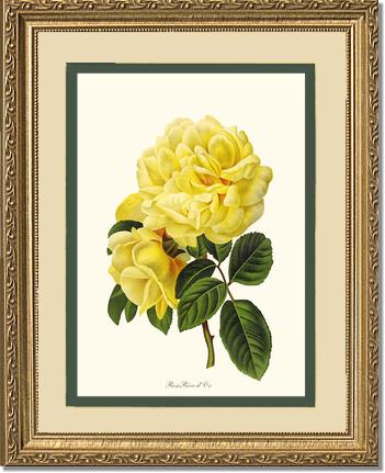 Rose Wall Art Print: Rose Reve d Or - Vintage Botanical Wall Decor- Charting Nature