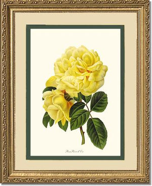 Rose Wall Art Print: Rose Reve d Or - Vintage Botanical Wall Decor- Charting Nature