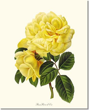 Rose Wall Art Print: Rose Reve d Or - Vintage Botanical Wall Decor- Charting Nature