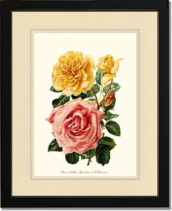 Rose Wall Art Print: Roses Willowmere - Vintage Botanical Wall Decor- Charting Nature