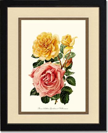 Rose Wall Art Print: Roses Willowmere - Vintage Botanical Wall Decor- Charting Nature