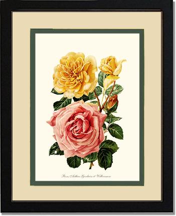 Rose Wall Art Print: Roses Willowmere - Vintage Botanical Wall Decor- Charting Nature