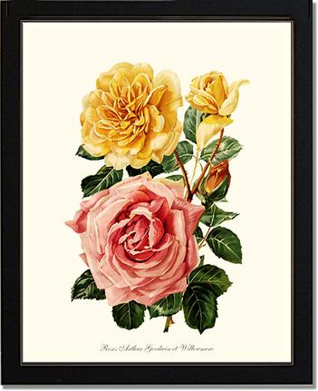 Rose Wall Art Print: Roses Willowmere - Vintage Botanical Wall Decor- Charting Nature