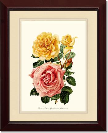 Rose Wall Art Print: Roses Willowmere - Vintage Botanical Wall Decor- Charting Nature