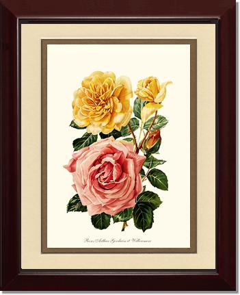 Rose Wall Art Print: Roses Willowmere - Vintage Botanical Wall Decor- Charting Nature