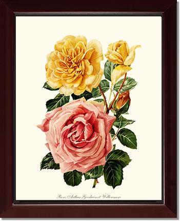Rose Wall Art Print: Roses Willowmere - Vintage Botanical Wall Decor- Charting Nature