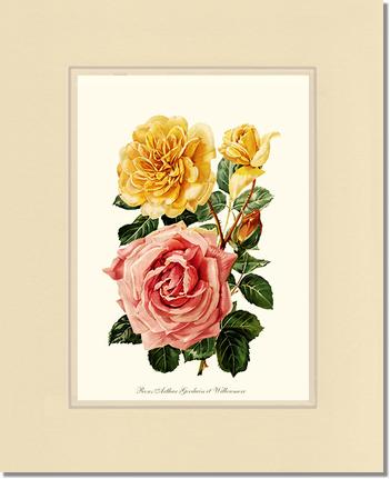 Rose Wall Art Print: Roses Willowmere - Vintage Botanical Wall Decor- Charting Nature