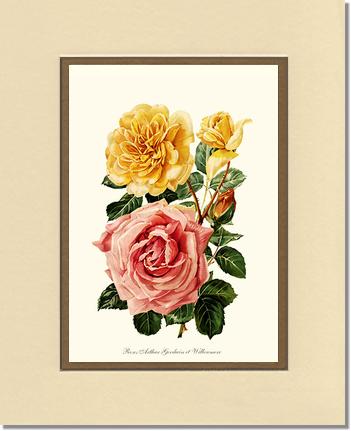 Rose Wall Art Print: Roses Willowmere - Vintage Botanical Wall Decor- Charting Nature