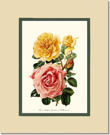 Rose Wall Art Print: Roses Willowmere - Vintage Botanical Wall Decor- Charting Nature