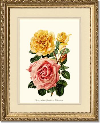 Rose Wall Art Print: Roses Willowmere - Vintage Botanical Wall Decor- Charting Nature