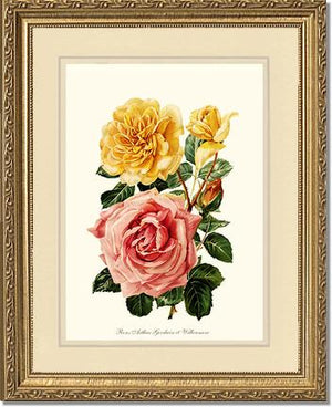 Roses Willowmere