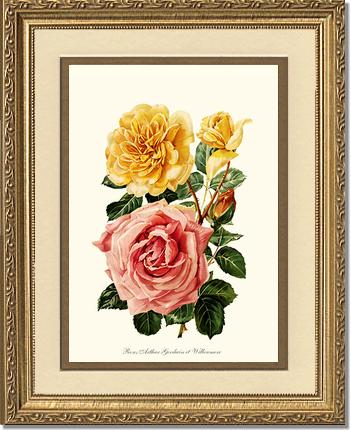 Rose Wall Art Print: Roses Willowmere - Vintage Botanical Wall Decor- Charting Nature