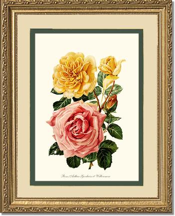 Rose Wall Art Print: Roses Willowmere - Vintage Botanical Wall Decor- Charting Nature