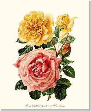 Rose Wall Art Print: Roses Willowmere - Vintage Botanical Wall Decor- Charting Nature