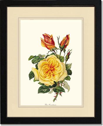 Rose Wall Art Print: Rose Constance - Vintage Botanical Wall Decor- Charting Nature