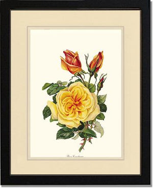 Rose Constance