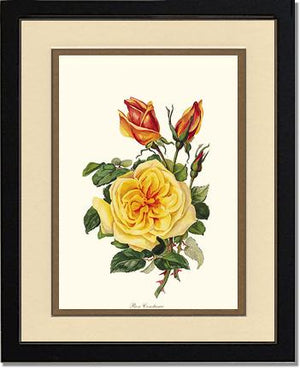 Rose Constance