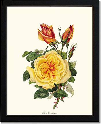 Rose Wall Art Print: Rose Constance - Vintage Botanical Wall Decor- Charting Nature
