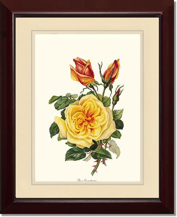 Rose Wall Art Print: Rose Constance - Vintage Botanical Wall Decor- Charting Nature