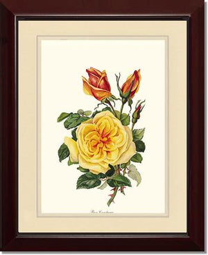 Rose Constance