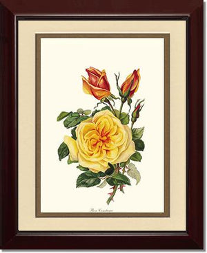 Rose Constance
