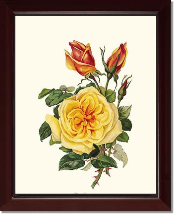 Rose Wall Art Print: Rose Constance - Vintage Botanical Wall Decor- Charting Nature