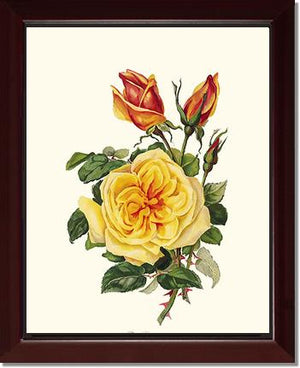 Rose Constance