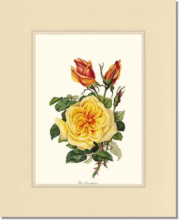 Rose Wall Art Print: Rose Constance - Vintage Botanical Wall Decor- Charting Nature