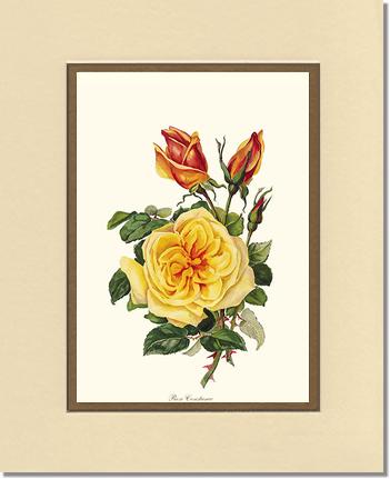 Rose Wall Art Print: Rose Constance - Vintage Botanical Wall Decor- Charting Nature