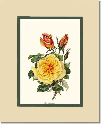 Rose Wall Art Print: Rose Constance - Vintage Botanical Wall Decor- Charting Nature