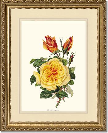 Rose Wall Art Print: Rose Constance - Vintage Botanical Wall Decor- Charting Nature