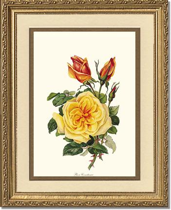 Rose Wall Art Print: Rose Constance - Vintage Botanical Wall Decor- Charting Nature