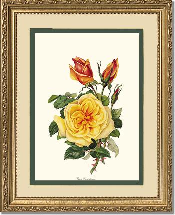 Rose Wall Art Print: Rose Constance - Vintage Botanical Wall Decor- Charting Nature