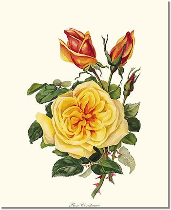 Rose Wall Art Print: Rose Constance - Vintage Botanical Wall Decor- Charting Nature